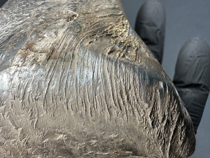 Plik:SN20260417 (mainmass)-SzKcu 7429.jpg