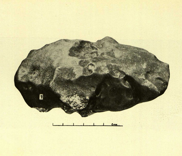 Plik:Zemaitkiemis specimen-1 (Kaveckis 1935).jpg