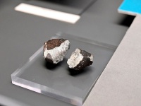 Haag (NHM Vienna)-derstandard.jpg