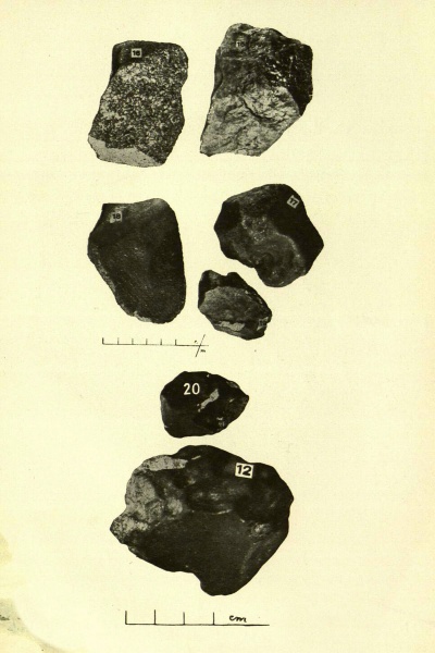 Plik:Zemaitkiemis specimens-12 15-20 (Kaveckis 1935).jpg