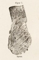 Hraschina (Haidinger 1855).jpg