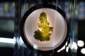 Moldavite (Muzeum Czeski Krumlov) okazy2.jpg