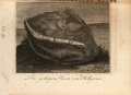 Pallas Iron (Zimmermann 1809).jpg