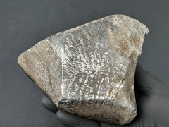 SN20260417 (mainmass)-SzK 7473.jpg