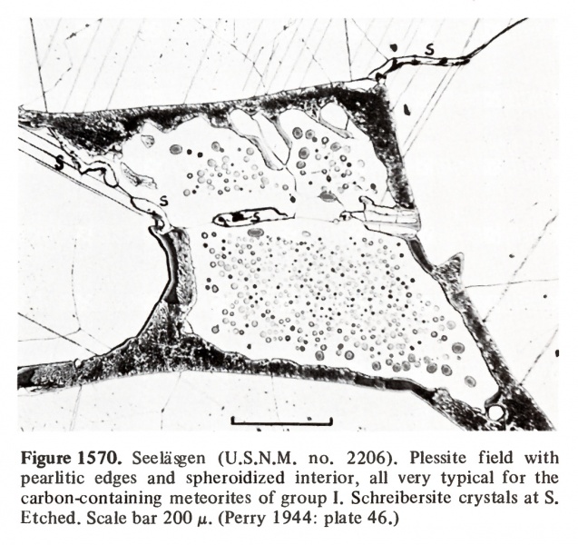 Plik:Seeläsgen (Buchwald 1975)-USNM-2.jpg