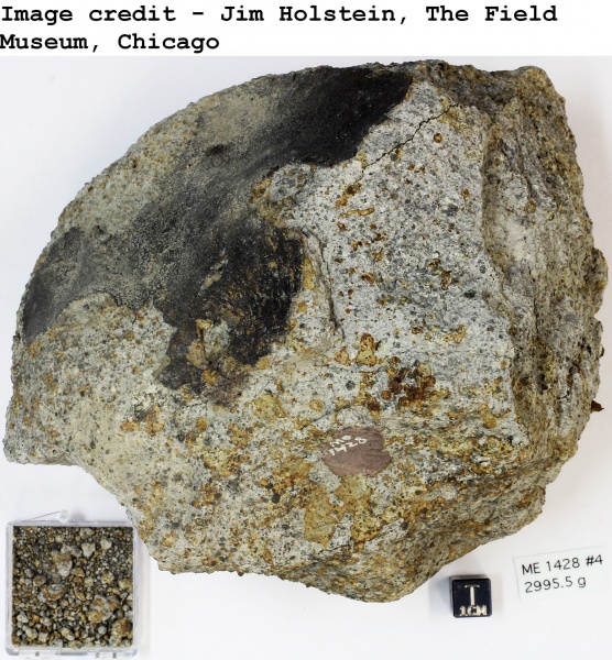 Plik:Bjurböle (ChicagoFMNH).jpg