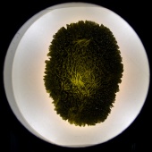 Moldavite (Muzeum Czeski Krumlov) okazy12.jpg