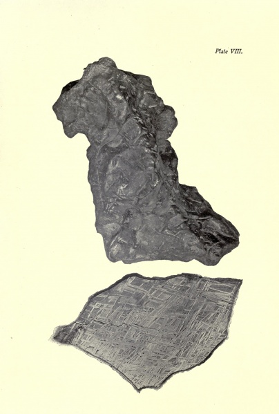 Plik:Ward 1904 (Plate-8).jpg