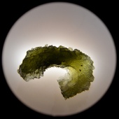 Moldavite (Muzeum Czeski Krumlov) okazy5.jpg