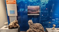 Washington NMNH (collisions).jpg