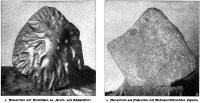 Meyer 1905 (Die Woche-fig04-05).jpg