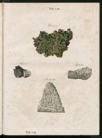 Schreibers 1820 (Tab-viii).jpg