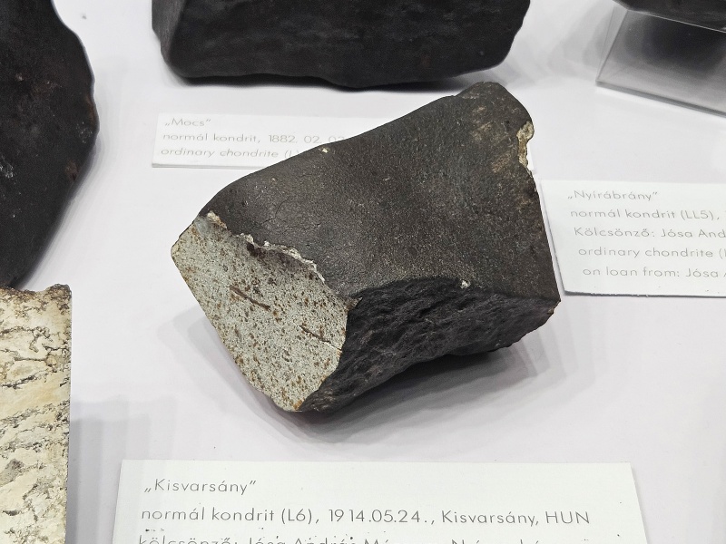 Plik:Kisvarsány (NHM Budapest)-2024.jpg