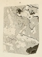 Seeläsgen (Rose 1864 Tafl2 Fig4).jpg