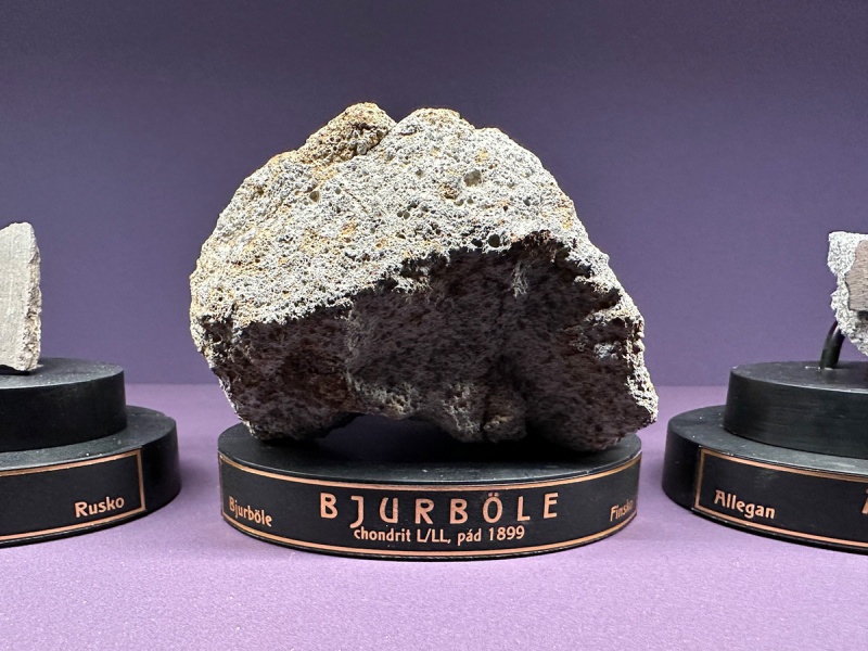 Plik:Bjurböle (NHM Prague)-SzK-1.jpg