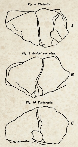 Plik:Knyahinya (Haidinger 1866b) fig-08 10.jpg
