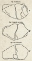 Knyahinya (Haidinger 1866b) fig-08 10.jpg
