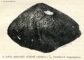 Kaba (Torok 1882 II) 3.jpg