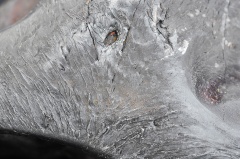 Zadzim (mainmass)-JWcu-6902.jpg