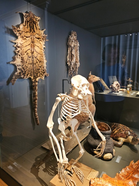 Plik:CopenhagenUGM (primates)-1.jpg