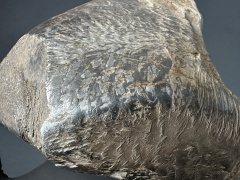 SN20260417 (mainmass)-SzKcu 7430.jpg