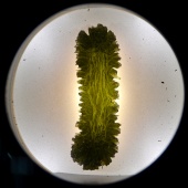 Moldavite (Muzeum Czeski Krumlov) okazy4.jpg