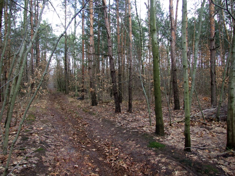 Plik:Łaskarzew (okoliczne lasy) 2.jpg