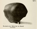 Misshof (Doss 1891 Taf2).jpg