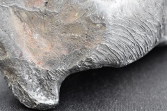 Zadzim (mainmass)-JWcu-6890.jpg