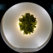 Moldavite (Muzeum Czeski Krumlov) okazy8.jpg